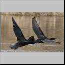 Phalacrocorax carbo - Kormoran 03.jpg